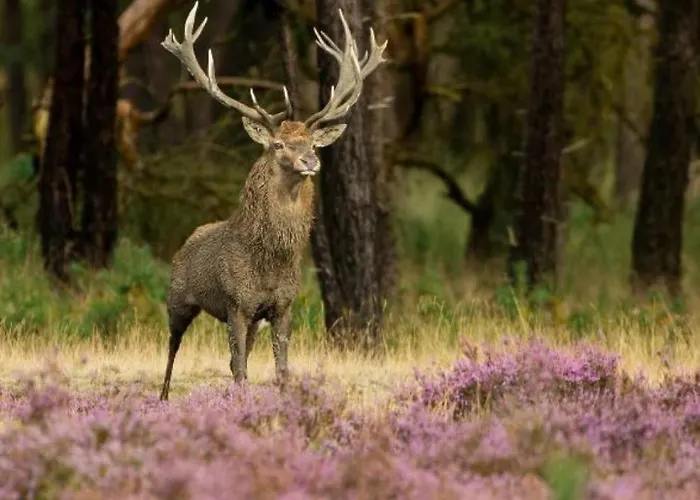 אוהל מפואר In De Veluwe Met Prive Sanitair Ll54 פוטן