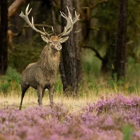 Lyxtält In De Veluwe Met Prive Sanitair Ll54 Putten